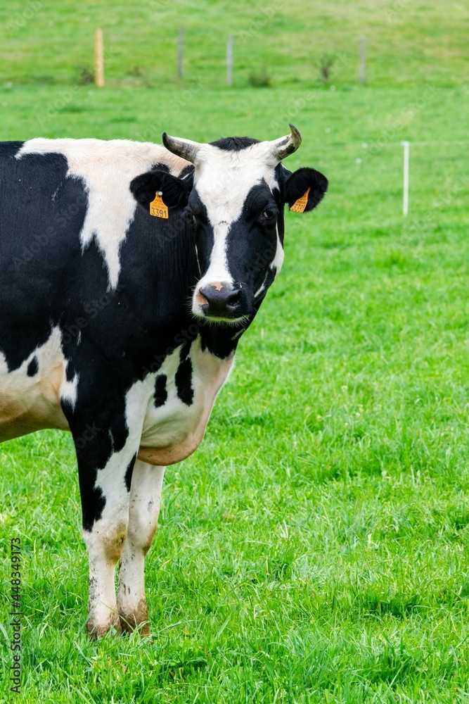 view of holstein cow in pasture view of holstein cow in pasture