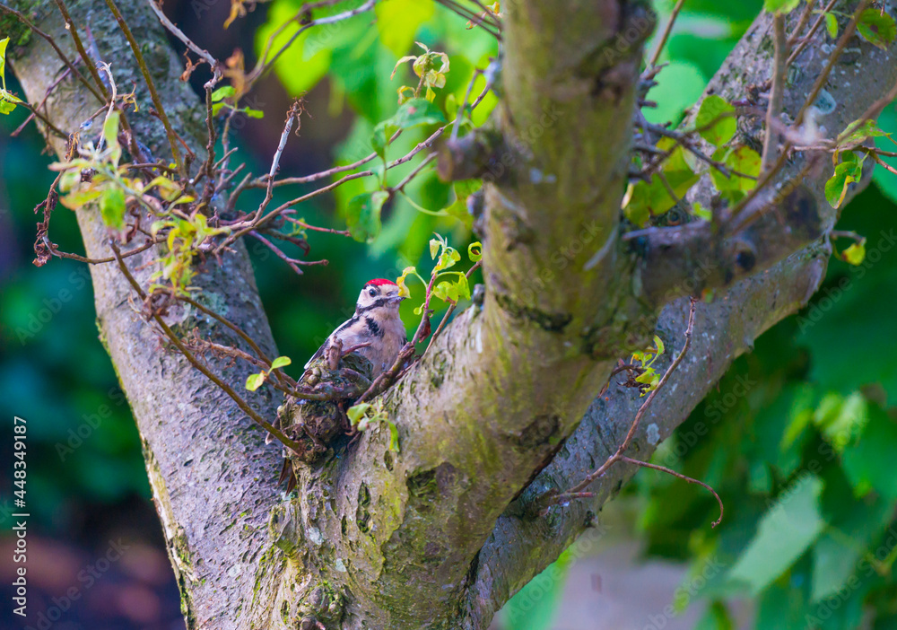 Woodpecker in a green apple tree in a garden in sunlight in summer, Almere, Flevoland, Netherlands, July 31, 2021 Woodpecker in a green apple tree in a garden in sunlight in summer, Almere, Flevoland, Netherlands, July 31, 2021