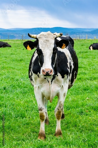 view of holstein cow in pasture