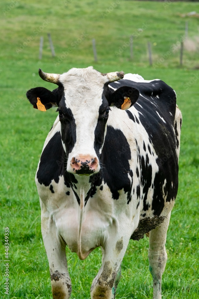 cow in a field