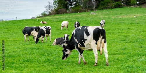 view of holstein cow in pasture photo