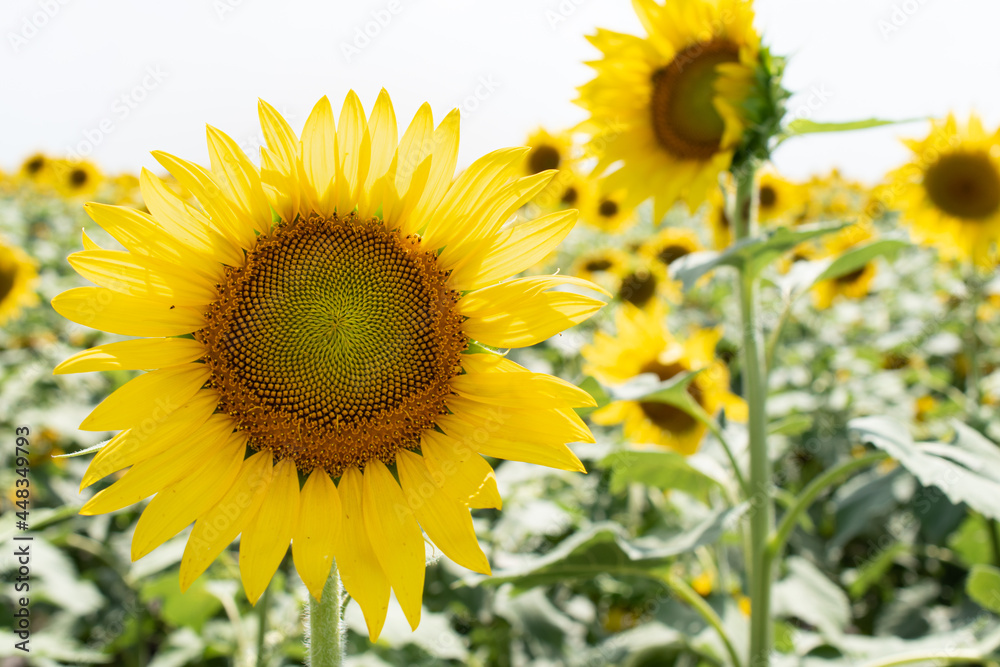 sunflowers in the field