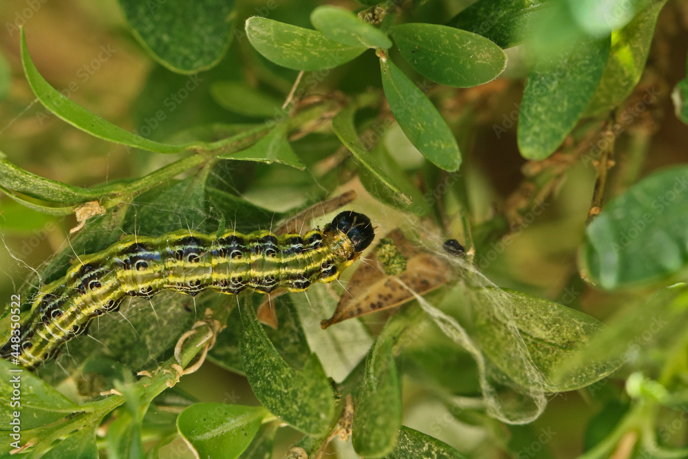 Raupe des Buchsbaumzünslers im Buchsbaum Raupe des Buchsbaumzünslers im Buchsbaum