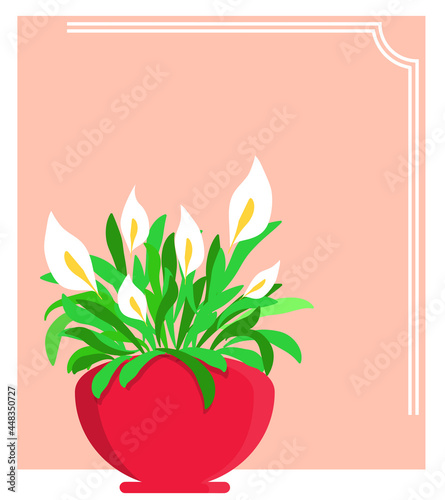 peace lily in a pot on a postcard 