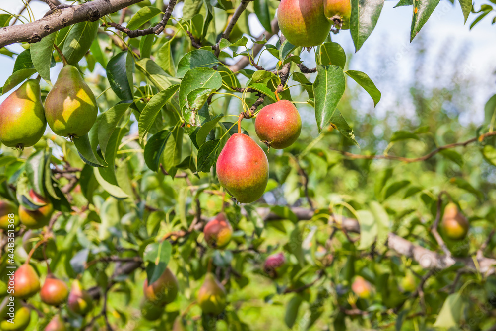 Unripe green and red pears. Young pear tree. Ripe fruit harvest. Summer. Unripe green and red pears. Young pear tree. Ripe fruit harvest. Summer.