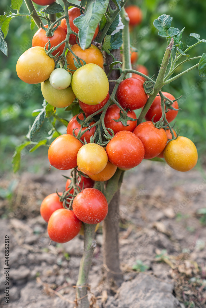 tomato. tomatoes ripen in the garden. eco food. homemade grown food. vegetarian products. fresh vegetables. cherry tomato.
