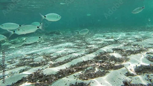 Group of fish swims on the seabed