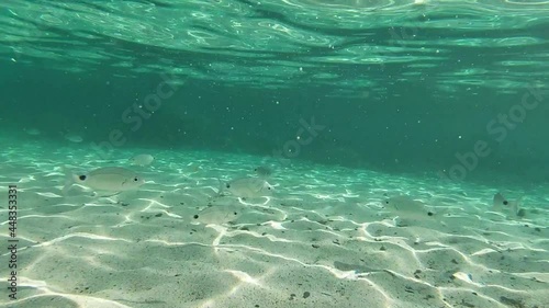 Group of fish swims ashore