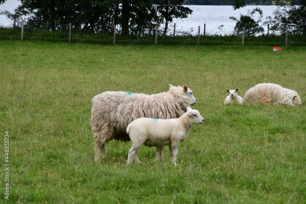 Obraz premium sheep and lambs