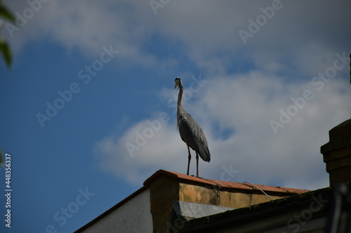 heron on a roof