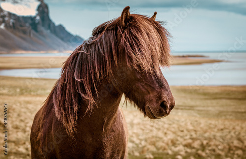 Bild auf Leinwand Icelandic horse portrait