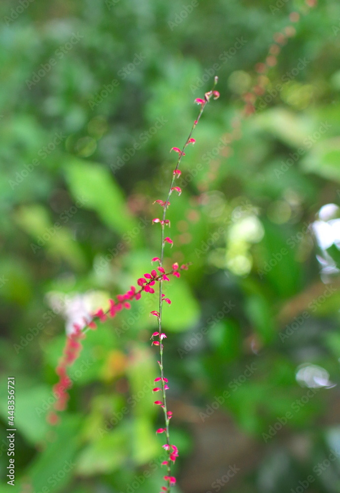 ミズヒキの花のクローズアップ