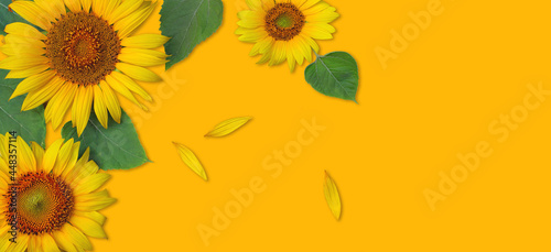 Top view of sunflowers border on yellow background with copy space for summer or autumn concept.