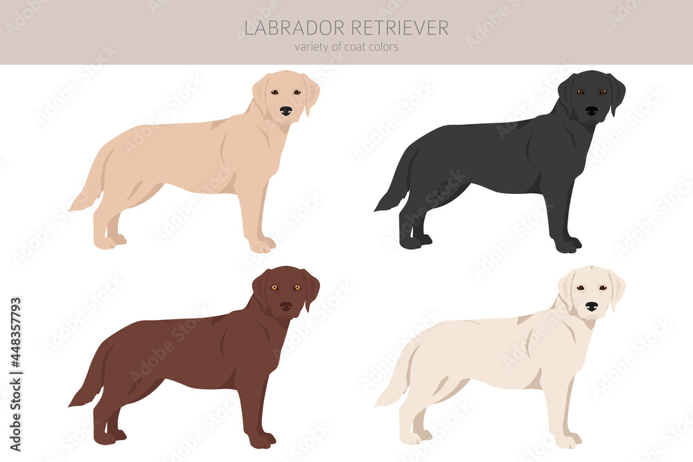 Labrador retriever dogs in different poses and coat colors clipart