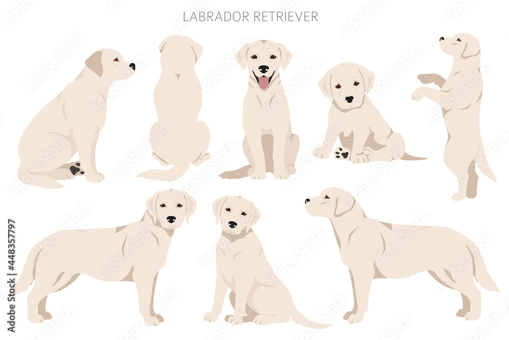 Labrador retriever dogs in different poses and coat colors clipart - obrazy, fototapety, plakaty 