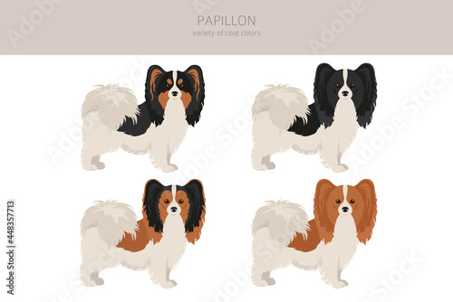 Papillon clipart. Different poses, coat colors set