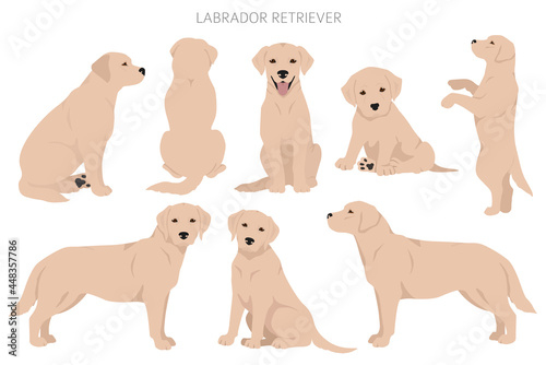 Labrador retriever dogs in different poses and coat colors clipart