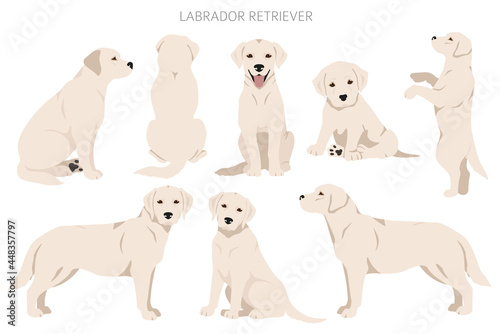 Labrador retriever dogs in different poses and coat colors clipart photo