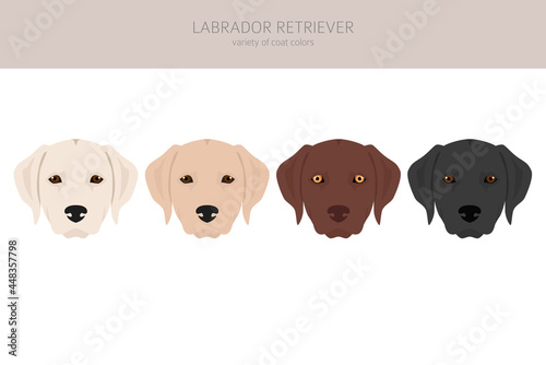 Labrador retriever dogs in different poses and coat colors clipart