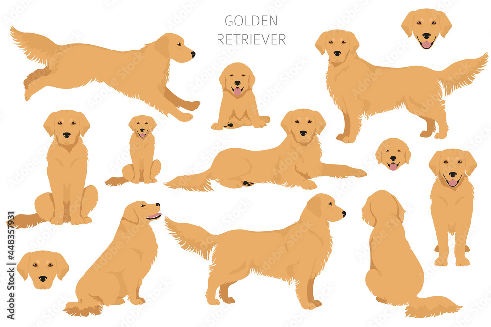 Golden retriever dogs in different poses and coat colors clipart - obrazy, fototapety, plakaty 