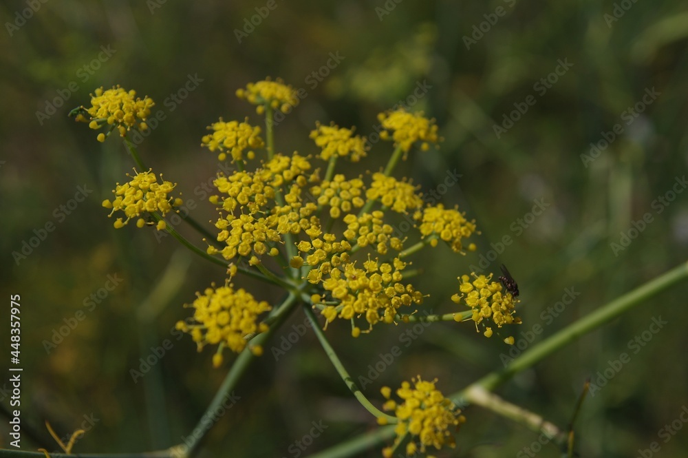 Wildblume in Frankreich Wildblume in Frankreich