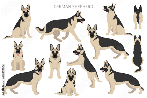 German shepherd dog  in different poses and coat colors clipart