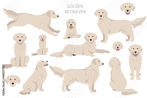 Golden retriever dogs in different poses and coat colors clipart