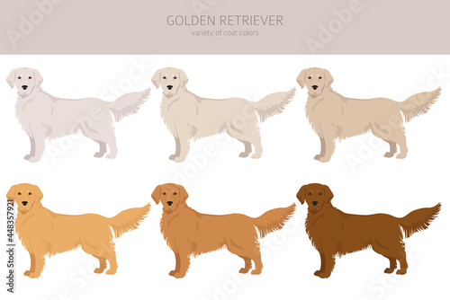 Golden retriever dogs in different poses and coat colors clipart