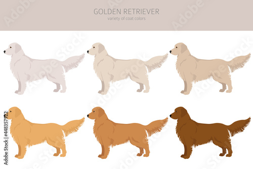 Golden retriever dogs in different poses and coat colors clipart