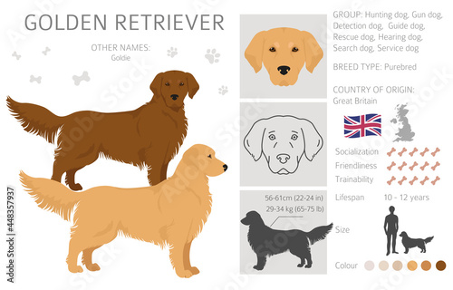 Golden retriever dogs in different poses and coat colors clipart
