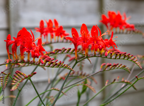 Crocosmia montbretia lucifer, a deciduous cormus perennial, with errect sword shaped leaves and spikes of funnel shaped summer flowers photo