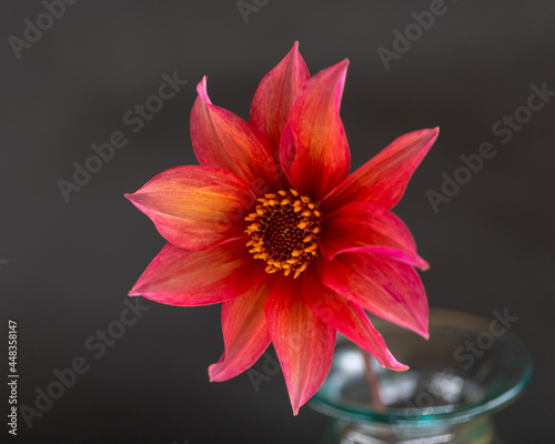 Quadro su tela Isolated image of the bloom of the dahlia, waltzing matilda