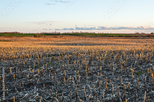 Dried and raggedly cut stumps of corn stalks in a field in early spring