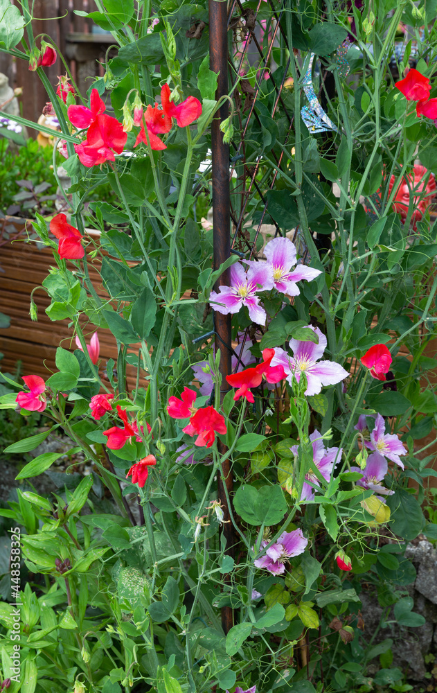 Clematis Piilu and sweet peas intertwined on the steel frame