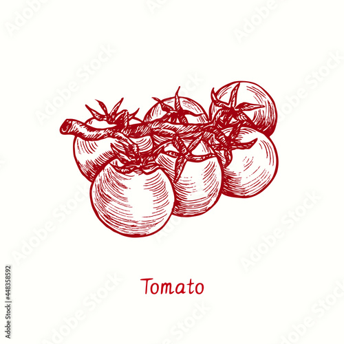Tomato. Ink black and white doodle drawing in woodcut style