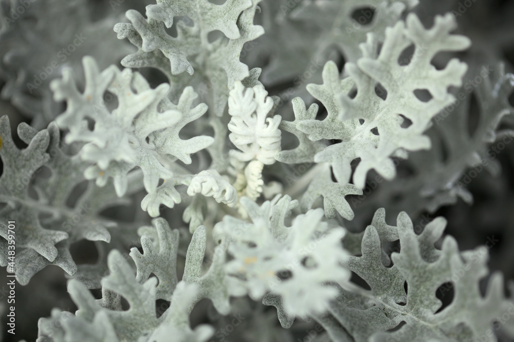 natural macro floral background with silver leaves of Jacobaea maritima, commonly known as silver ragwort
natural macro floral background with silver leaves of Jacobaea maritima, commonly known as silver ragwort