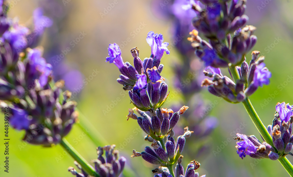 Fototapeta premium Lavender flowers close-up on a blurry background