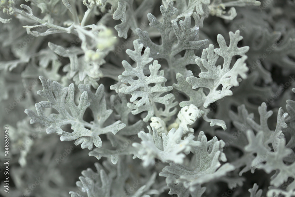 natural macro floral background with silver leaves of Jacobaea maritima, commonly known as silver ragwort
natural macro floral background with silver leaves of Jacobaea maritima, commonly known as silver ragwort
