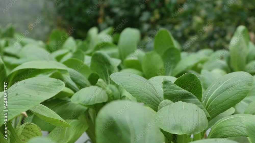healthy spinach with a fresh green color grown hydroponically healthy spinach with a fresh green color grown hydroponically