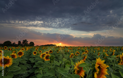 Sunflower field at sunset background with dark sky.