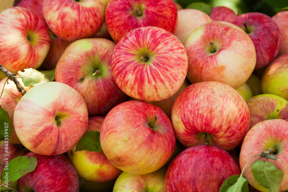 Melba apples. Background from ripe Melba apples Melba apples. Background from ripe Melba apples