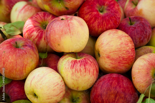Melba apples. Background from ripe Melba apples