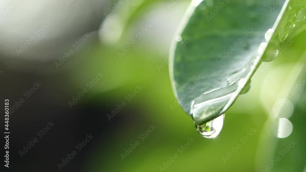 Water droplets falling on fresh green leaf reflect sunlight in morning nature background, Macro shot in slow motion. Concept of Saving Environment, Clean Planet, Ecology, World Earth Day.

