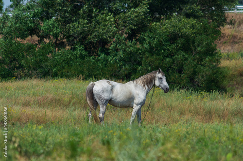 Light gray beautiful horse grazes in the meadow on a sunny day.