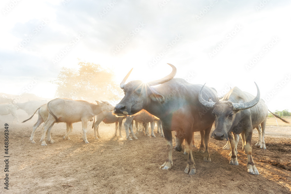 Many buffalo herds in the southern provinces of Thailand.