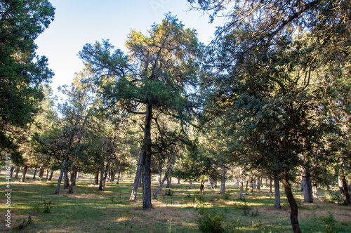 Bosque de sabinas, Sabinar de Calatañazor, Soria, Castilla y León, España photo