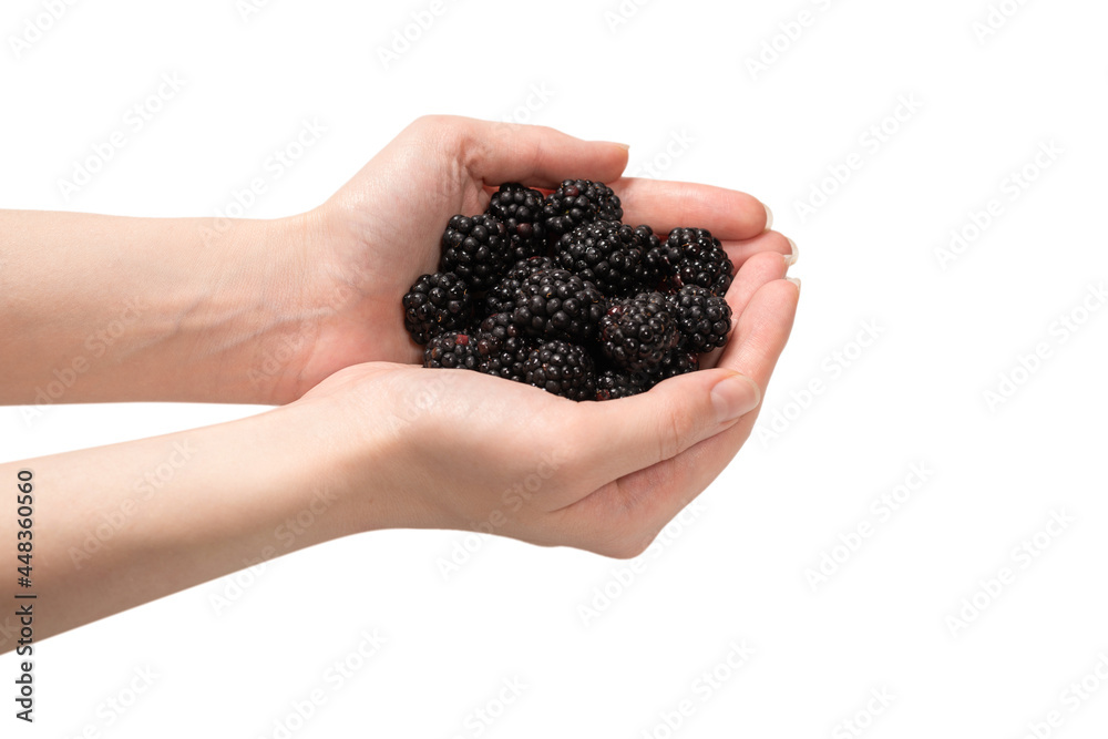 Blackberry kept in hands isolated on white background. Blackberry kept in hands isolated on white background.