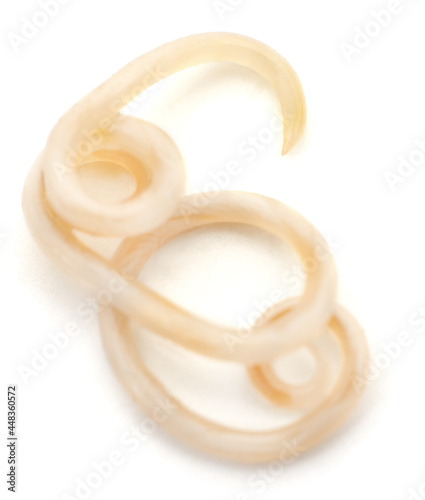White roundworm parasite.