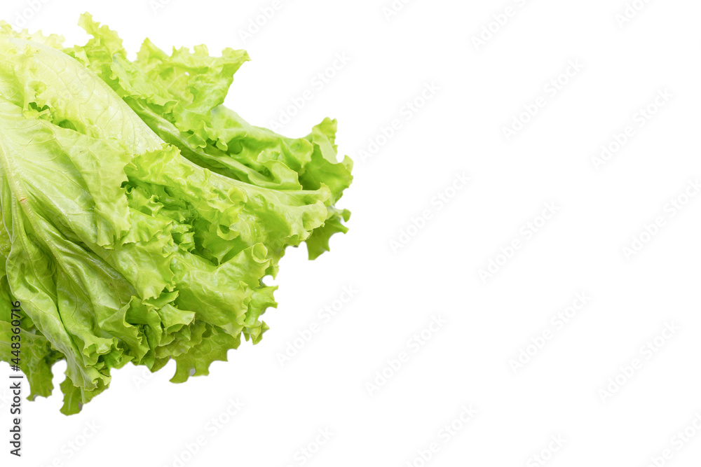 Fresh lettuce salad isolated on a white background. Fresh lettuce salad isolated on a white background.