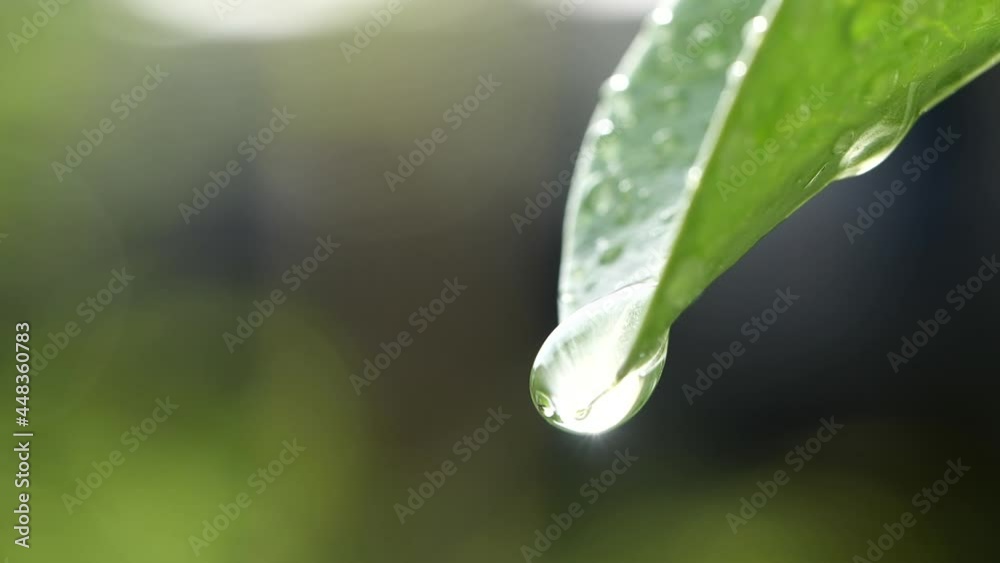 Water droplets falling on fresh green leaf reflect sunlight in morning nature background, Macro shot in slow motion. Concept of Saving Environment, Clean Planet, Ecology, World Earth Day.
Water droplets falling on fresh green leaf reflect sunlight in morning nature background, Macro shot in slow motion. Concept of Saving Environment, Clean Planet, Ecology, World Earth Day.
